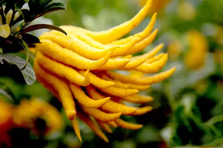 lamaia-mana-lui-Buddha